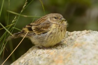 Zvonohlik korsicky - Serinus corsicanus - Corsican Finch 2772